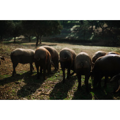 iberian pigs in the pasture